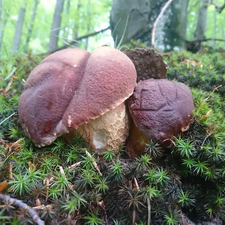 Inovecka * Trencianske Jastrabie